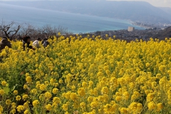 吾妻山公園 早咲きの菜の花
