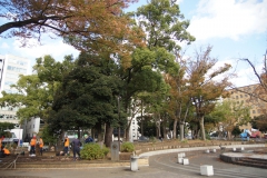 横浜公園 チューリップの植えつけ