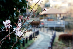 十月桜と東屋