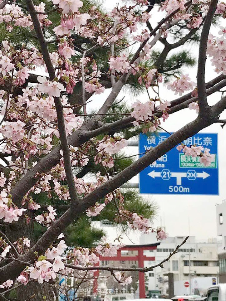 若宮大路に咲く玉縄桜
