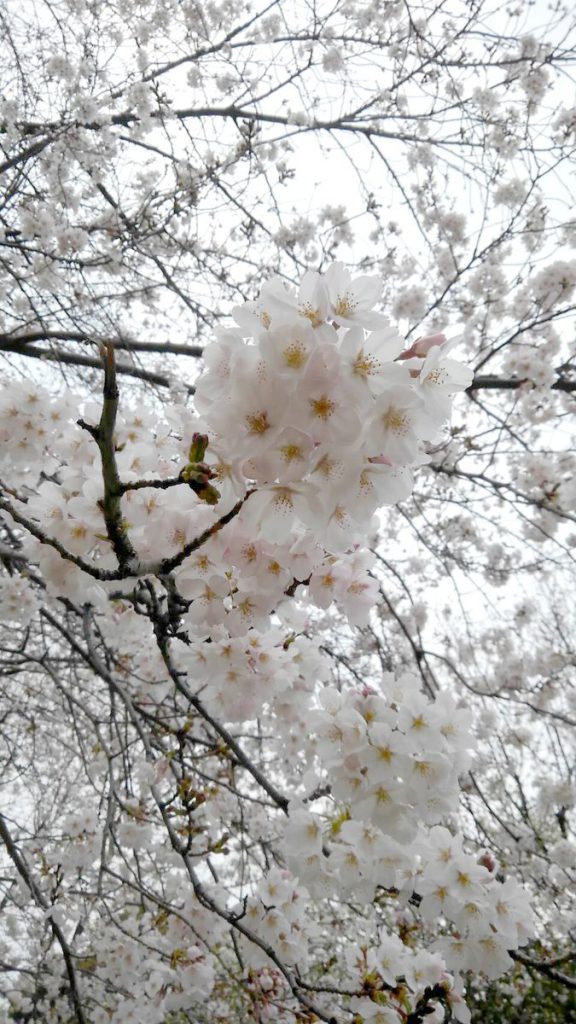 光陵公園の満開の桜