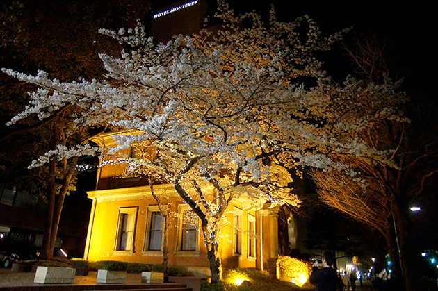 旧英国七番館 夜桜