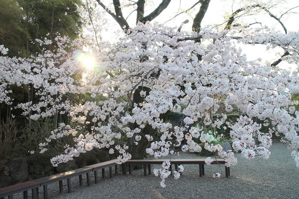 大岡越前の菩提寺　大きな桜の木が有名な茅ヶ崎 浄見寺