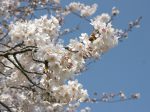藤沢 奥田公園裏の桜