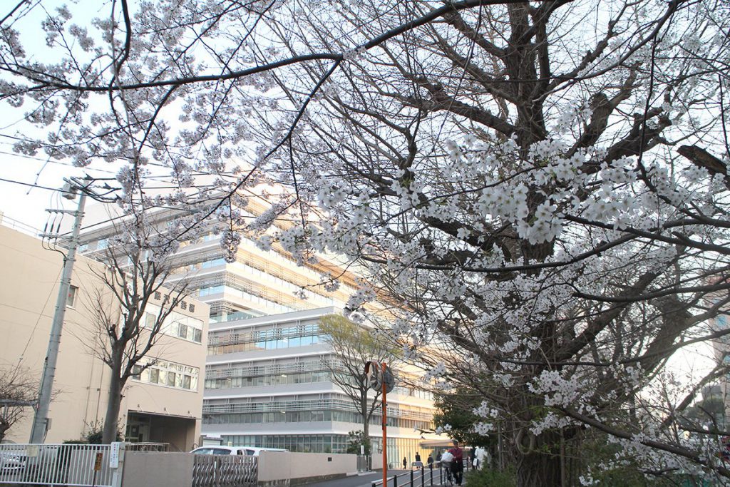 新しくなった藤沢市役所と桜