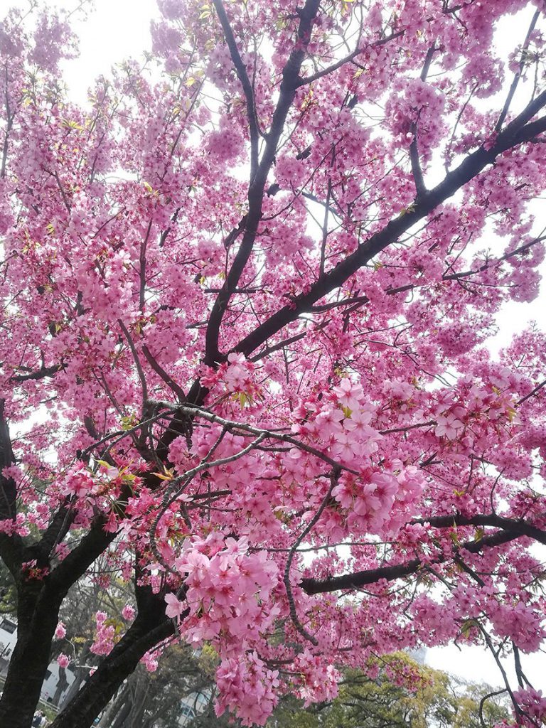 横浜公園の満開の横浜緋桜