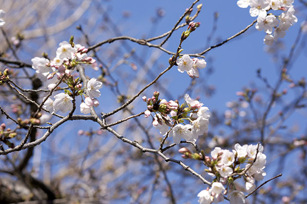 神奈川区桐畑公園の桜