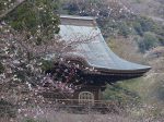 鎌倉 建長寺 開花の始まった桜