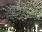 蒔田公園 夜桜