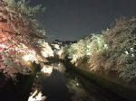 弘明寺 大岡川プロムナードの夜桜