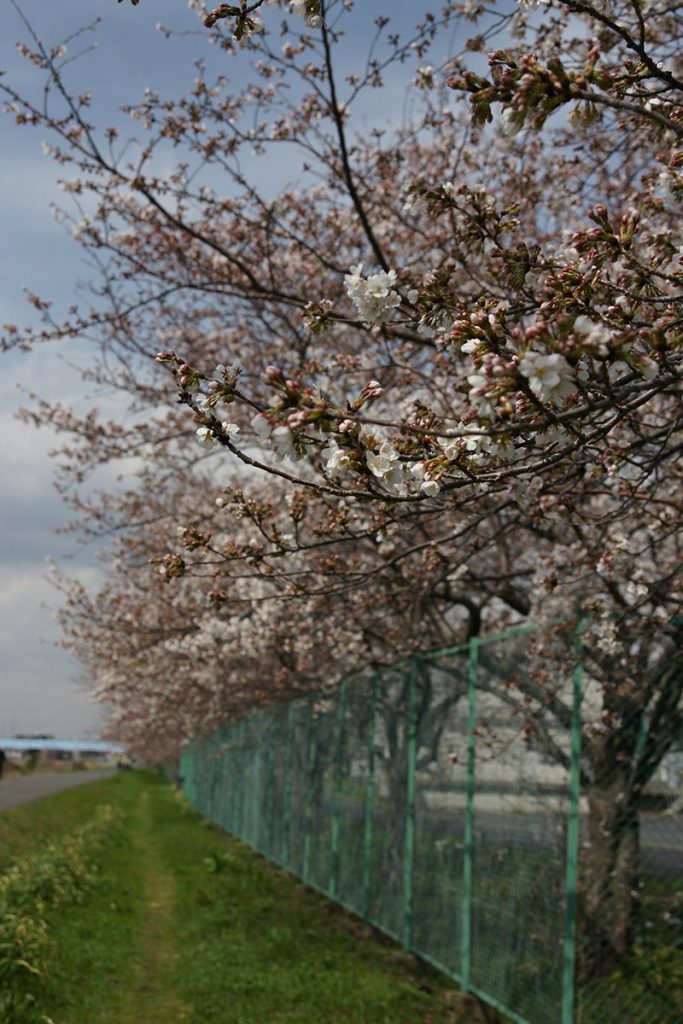 新横浜 港北水再生センターの桜並木