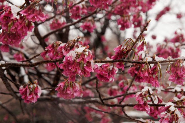 3月21日 総持寺にて彼岸に雪と桜