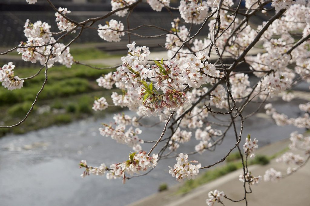 戸塚　柏尾川の満開の桜