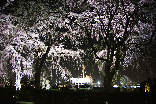 山下公園 夜のしだれ桜と氷川丸