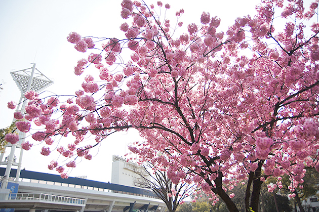 横浜公園 満開の横浜緋桜
