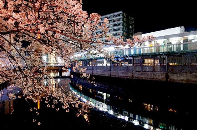 野毛 大岡川に架かる都橋の桜