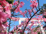 早くも河津桜が開花した鎌倉宮