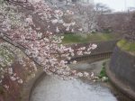 引地川 円行公園の桜