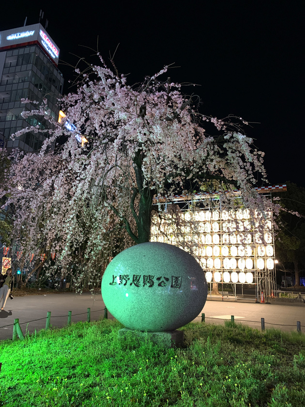 上野恩賜公園の入り口のしだれ桜