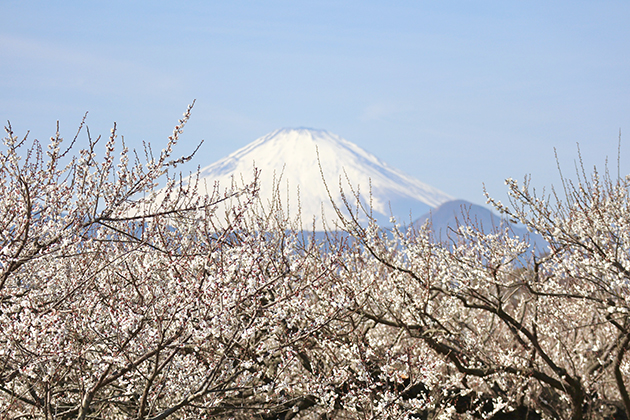 曽我梅林の富士山と梅