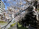 茅ケ崎中央公園の桜並木