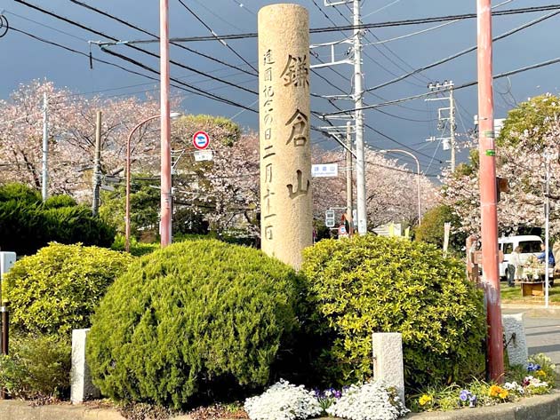 神奈川県 鎌倉山の桜