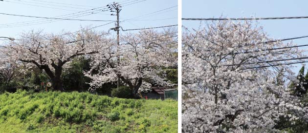 神奈川県 鎌倉山の桜