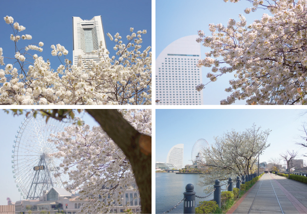横浜 汽車道の桜