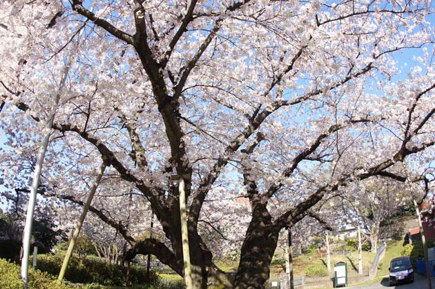 神奈川近代文学館 芸亭（うんてい）の桜