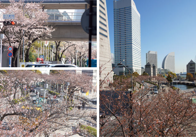 桜 横浜みなとみらい21地区のさくら通りと日本丸