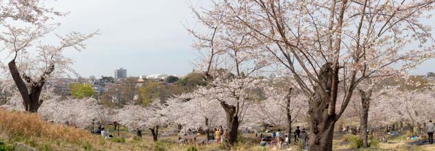 横浜市旭区 こども自然公園の桜