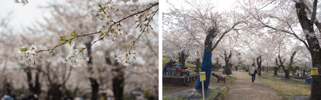 横浜市旭区 こども自然公園の桜