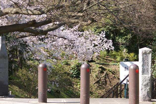 横浜山手の桜
