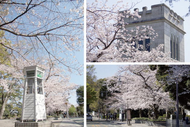 横浜山手の桜