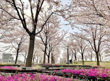 さくら広場(茅ヶ崎)建築家安藤忠雄氏の設計による美しい公園