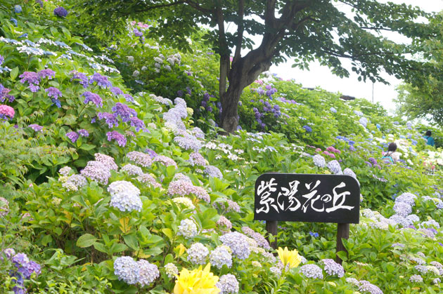 栄区 3000株の紫陽花が楽しめる「あじさいの丘」