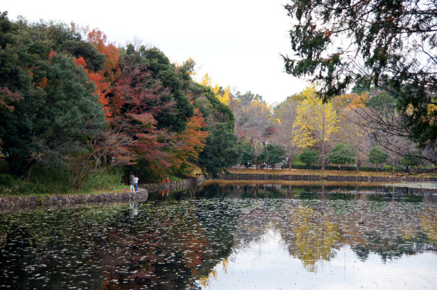 県立三ツ池公園の秋