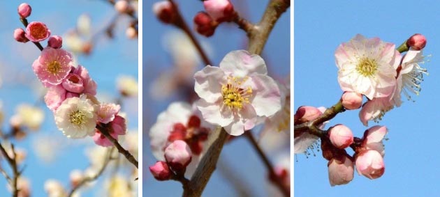 関東でも最多級の品種数を誇る渓流の梅園の梅