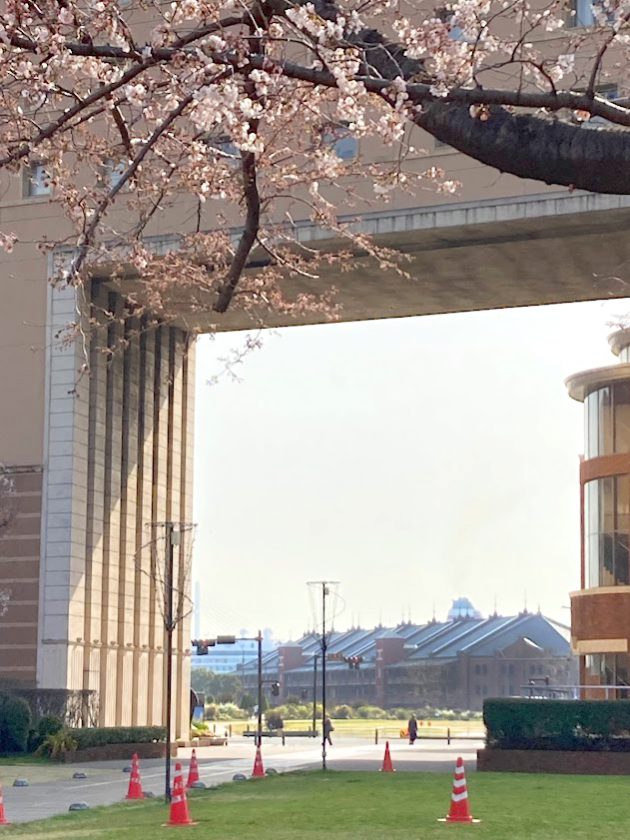 運河パーク駅の桜「ナビオス横浜」と赤レンガ倉庫