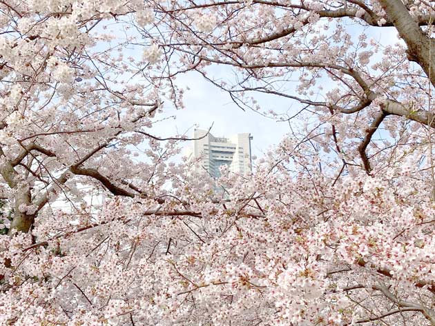満開の桜にうもれる横浜ランドマークタワー