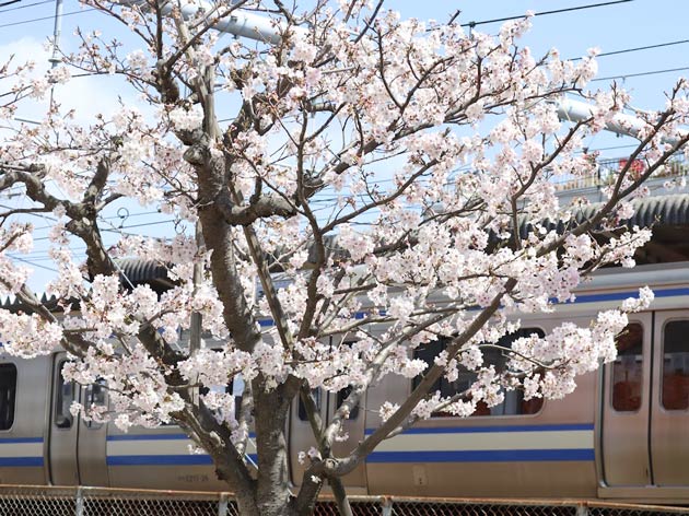 鎌倉駅西口の桜