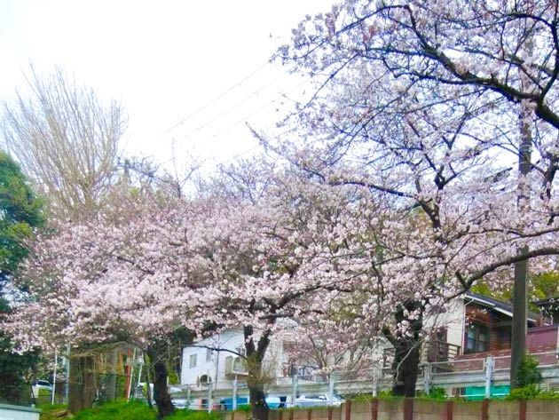鎌倉山の桜 沿道に240本の桜が開花します