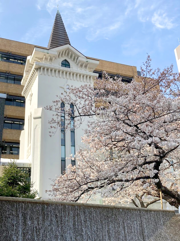 横浜海岸教会の桜