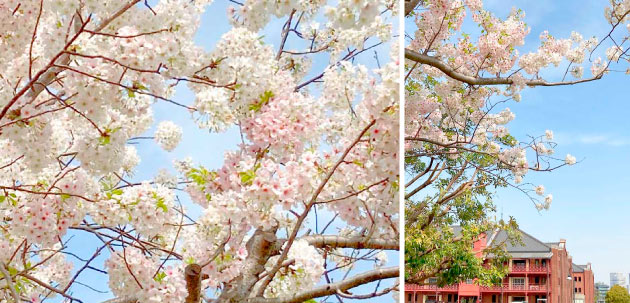 横浜赤レンガ倉庫の桜