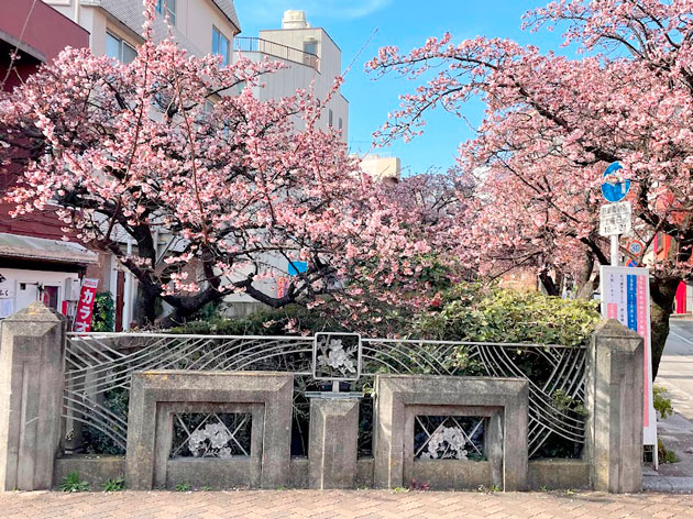 最も早咲きの桜の一種とされる「あたみ桜」糸川桜まつり