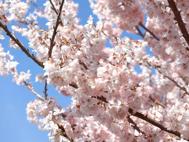 一の堰ハラネ春めき桜