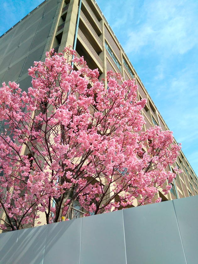 旧横浜市庁舎の陽光桜