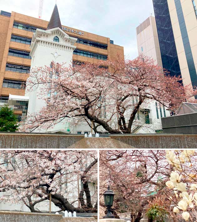 開花の始まった横浜海岸教会の1本桜