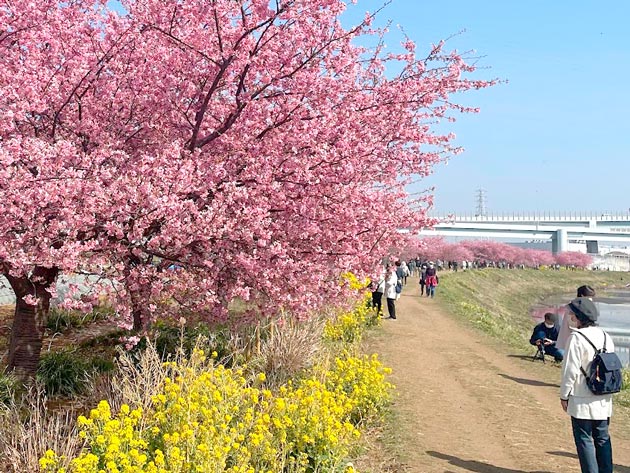 小出川沿いの河津桜と菜の花