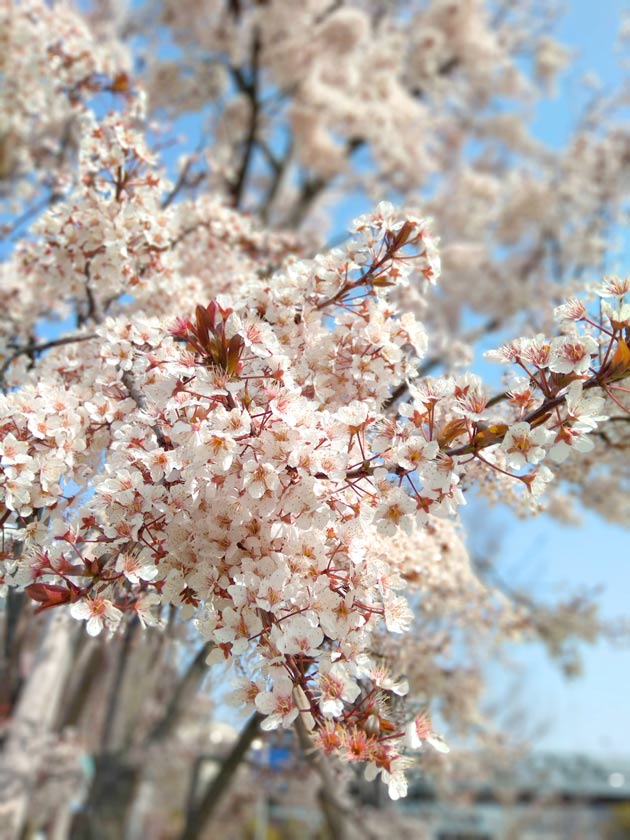 新港広場の桜